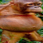 geezer42069's Avatar'