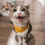 Tony_The_Cat's Avatar'