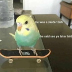 SmallerBirb's Avatar'