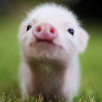 Bacon.Prime's Avatar