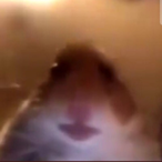 spxrtaaaaa's Avatar'