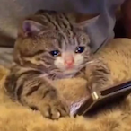 Shed.tears.cat's Avatar'