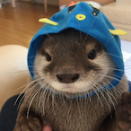UMCARAMATUTO's Avatar'