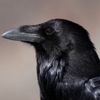 Tarabisquot's Avatar