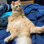 LoBloodSugar's Avatar'