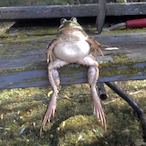 Pesto._'s Avatar'
