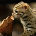 Jurriscat's Avatar'