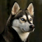 Temolis's Avatar'