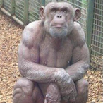 Pee-Schlobinz's Avatar'