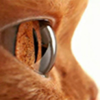 ThornRenegade's Avatar