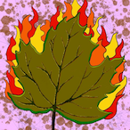 nvzxm's Avatar'