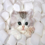 Shmallow-Cat's Avatar'