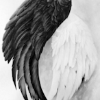 S1RENS's Avatar'