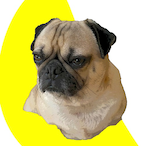 CarelessPUG's Avatar'