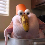 FriedPigeon's Avatar'