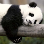 Crip_Panda's Avatar'