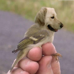 sandro_707's Avatar'