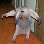 ElWienerito's Avatar'