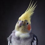 CalopsitaDoMal's Avatar'