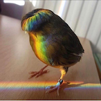 vFreebird's Avatar'