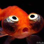 DumbMrFishy's Avatar'