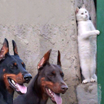 GoodCat.PADDY's Avatar'