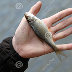 Little_Fishii's Avatar'