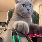 LeBravaJames's Avatar'