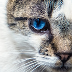 PlayerFelis's Avatar'