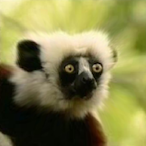 Zaboomafou's Avatar'