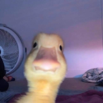 la_pignouf_2's Avatar'