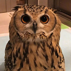 Gu-Gu-chicken's Avatar'