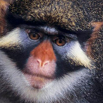 Monkey._.707's Avatar'