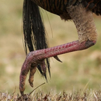 FazeTurkeyLeg's Avatar'