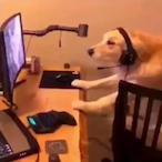 ChinitoPacas's Avatar'