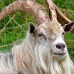 swung_bycopper's Avatar'