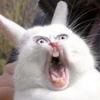 Wonejjo's Avatar'
