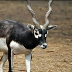 Black_Buck's Avatar'