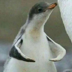 Lilpoptart42000's Avatar'