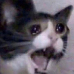 ArcticWhiteFox's Avatar