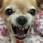 Chihuahua_66's Avatar'