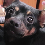 Darth_Shinosuke's Avatar