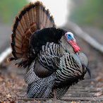 BIG_turky_P's Avatar'