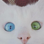 Purple__Pingu's Avatar'