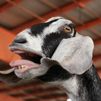 paltui's Avatar'