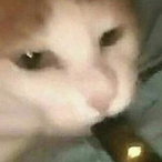 MrBagFumbler's Avatar'