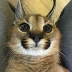 Keks_Kampf's Avatar'