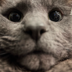 DeputyEli's Avatar'