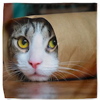 ScionKoala9662's Avatar'