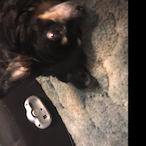 StepHamster's Avatar'